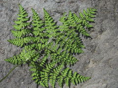 Cystopteris montana