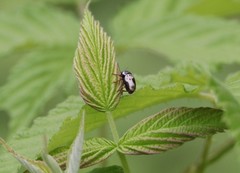 Calligrapha multipunctata
