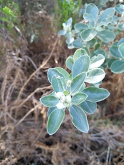 Podalyria sericea