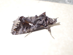 Plusiopalpa