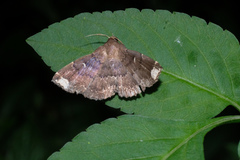 Adrapsa quadrilinealis