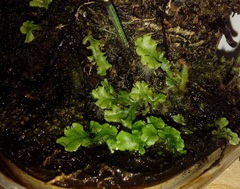 Marchantia polymorpha ruderalis