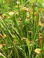 Sarracenia jonesii