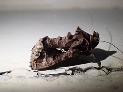 Plusiopalpa adrasta