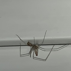 Pholcus phalangioides