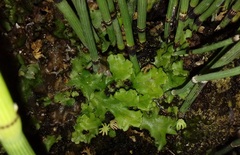 Marchantia polymorpha ruderalis