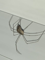 Pholcus phalangioides