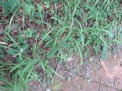 Doellingeria infirma