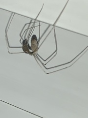Pholcus phalangioides