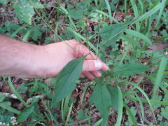 Doellingeria infirma