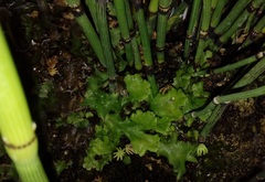 Marchantia polymorpha ruderalis