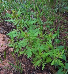 Phacelia denticulata