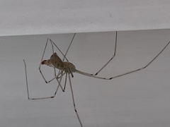 Pholcus phalangioides