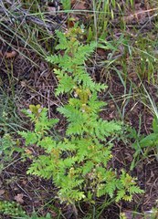 Phacelia denticulata