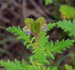 Phacelia denticulata