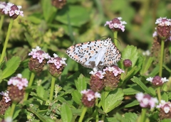 Utetheisa pulchelloides vaga