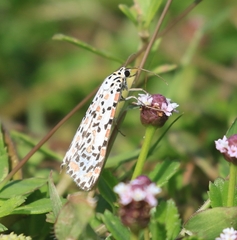 Utetheisa pulchelloides vaga