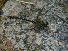 Ophiogomphus colubrinus