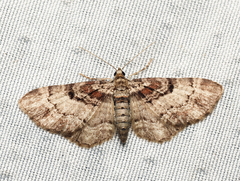 Eupithecia mutata