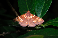 Saroba pustulifera