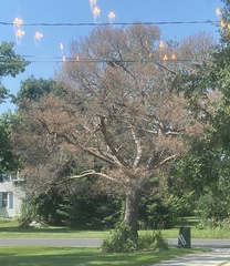 Bursaphelenchus xylophilus