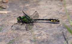 Ophiogomphus mainensis