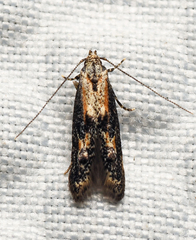 Blastodacna atra