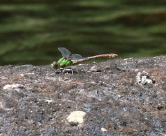 Ophiogomphus rupinsulensis