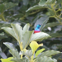 Cinnyris erythrocercus