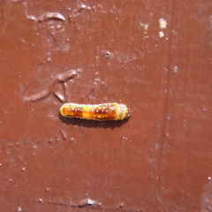 Phauda flammans