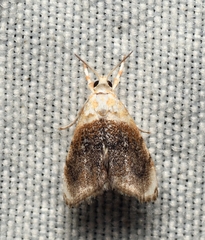 Glaphyria fulminalis