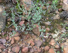 Antimima dasyphylla