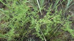Asparagus pallasii