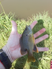 Lepomis cyanellus