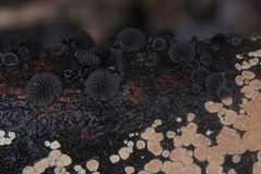 Resupinatus alboniger