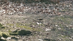 Turdus pilaris