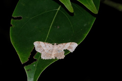 Calletaera subexpressa