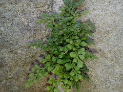 Asplenium ruta-muraria ruta-muraria