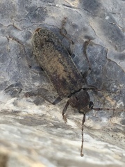 Trichoferus holosericeus