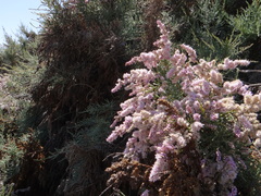 Tamarix usneoides