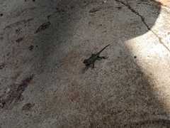 Sceloporus hondurensis