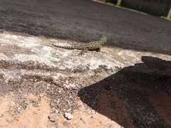 Sceloporus hondurensis