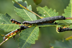 Prodeniini