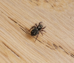 Pseudeuophrys erratica