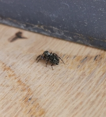 Pseudeuophrys erratica