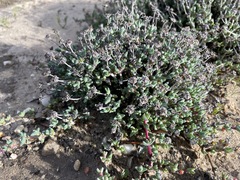 Antimima dasyphylla