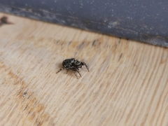 Pseudeuophrys erratica