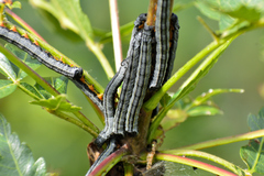 Prodeniini