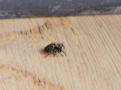 Pseudeuophrys erratica