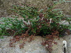 Asplenium ruta-muraria ruta-muraria